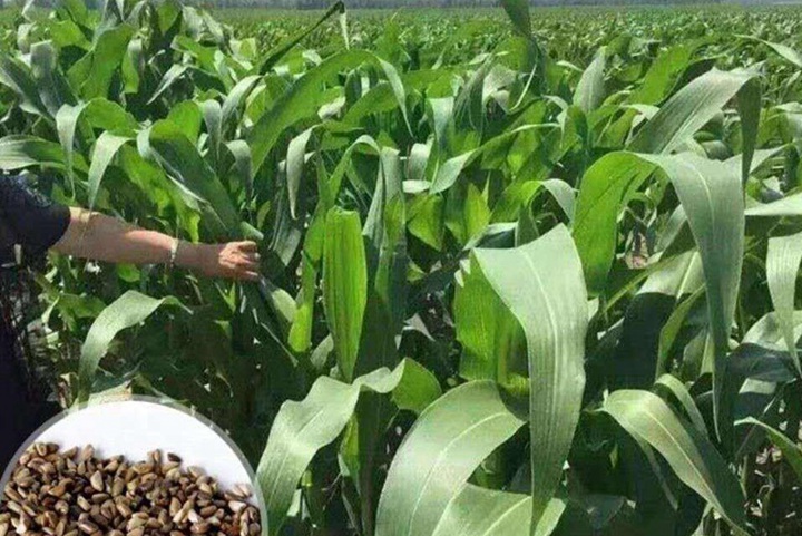 北方適合種什么牧草，哪些草在北方生長得好
