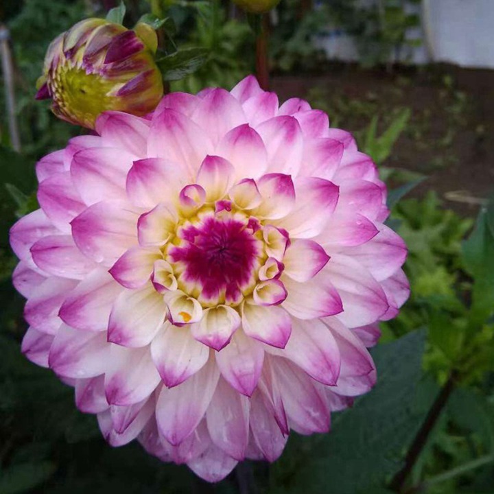 大麗花種子播種需要多久開(kāi)花
