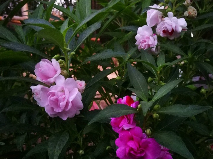 中國(guó)鳳仙的花語(yǔ)和象征寓意