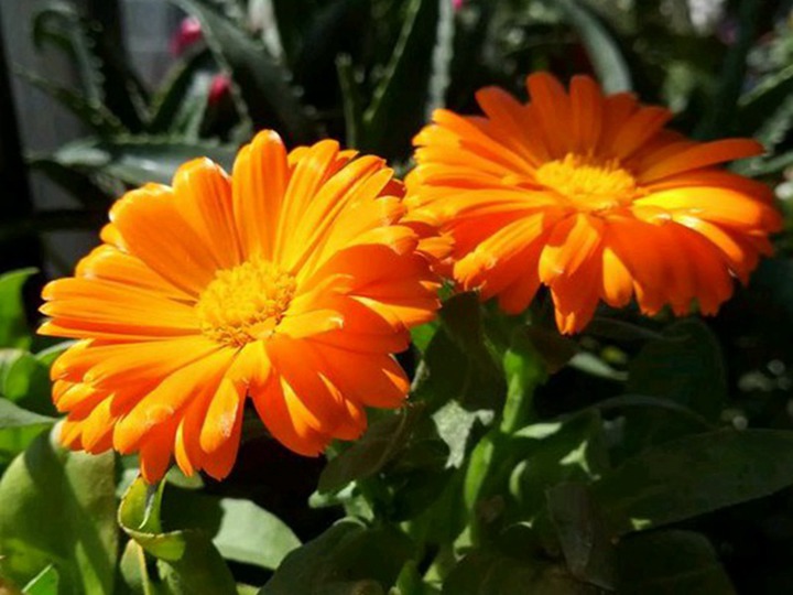 金盞菊種子播種后多久發(fā)芽，什么時(shí)候開(kāi)花