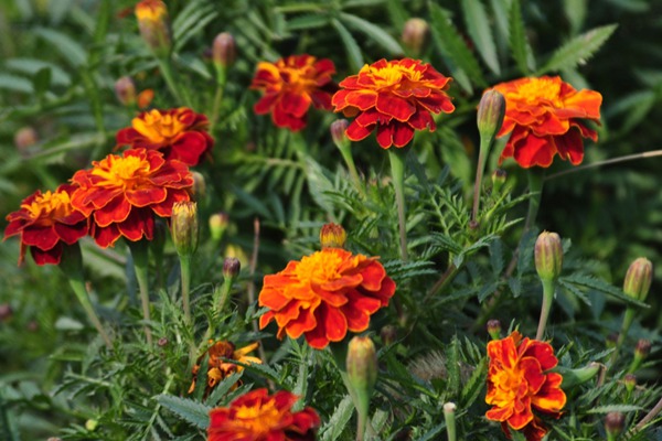 萬壽菊什么時候開花(萬壽菊花期)