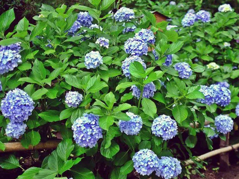 繡球花的花語(yǔ)，繡球花花期是幾月