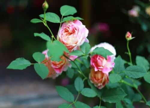 月季怎么養(yǎng)才會開花多
