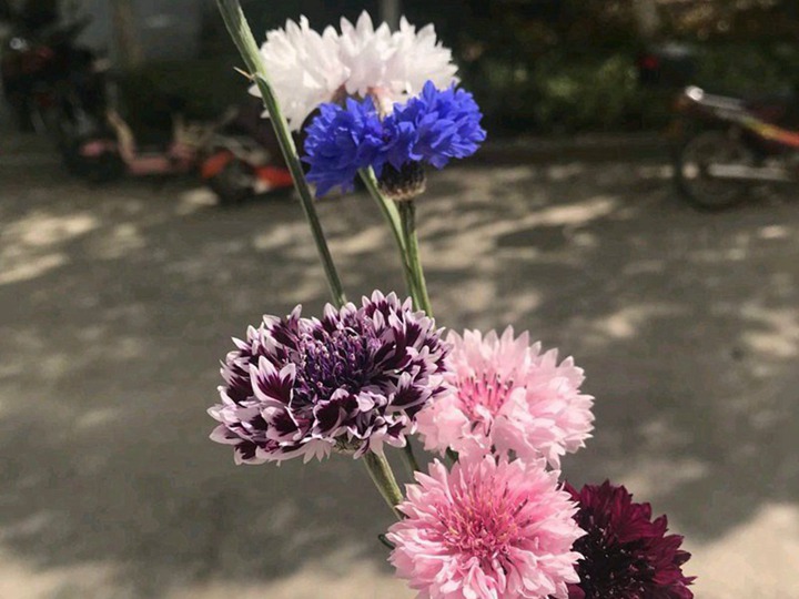 矢車菊什么時(shí)候播種，從播種到開花要多久