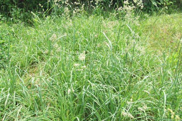 鴨茅草什么時(shí)候種植比較好