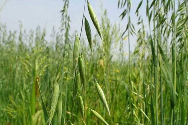 燕麥種子多少錢(qián)一斤