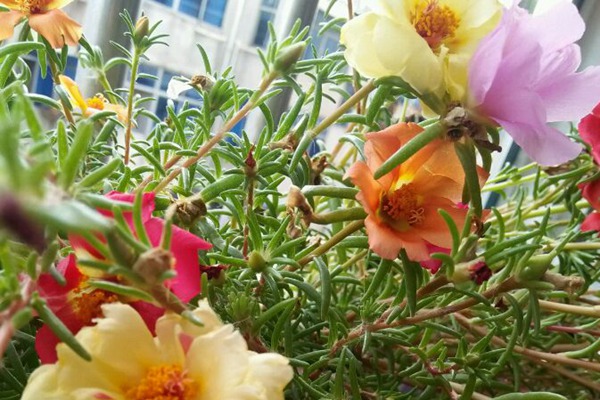 最新的太陽(yáng)花種子批發(fā)價(jià)格