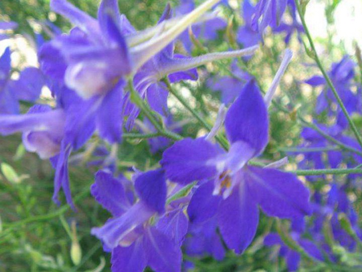千鳥(niǎo)草的花語(yǔ)和象征寓意