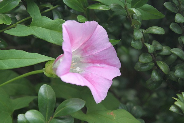 打碗花與牽?；ǖ膮^(qū)別有哪些