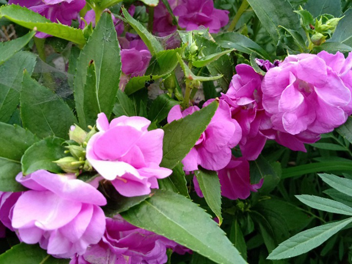 中國(guó)鳳仙的花語(yǔ)和象征寓意