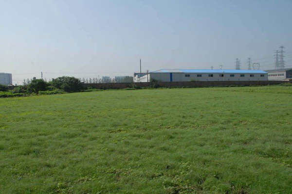 野牛草草坪多少錢一平米