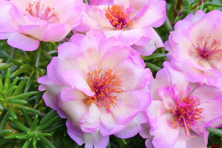 太陽(yáng)花種子什么時(shí)間播種最好