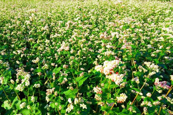 蕎麥種子哪里有賣的？