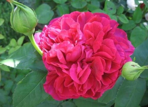 夏季月季長新芽如何追肥