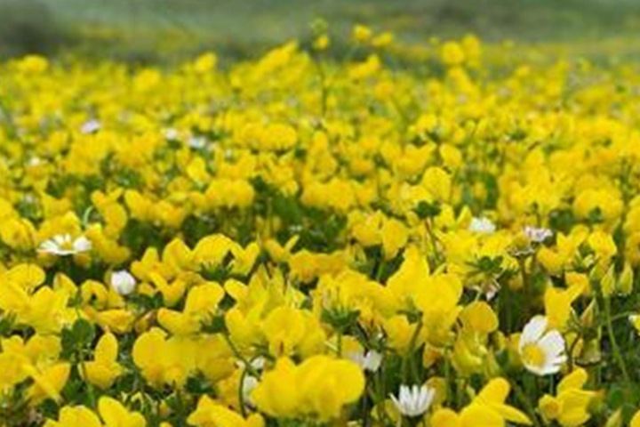 百脈根花期多久，幾月份開(kāi)
