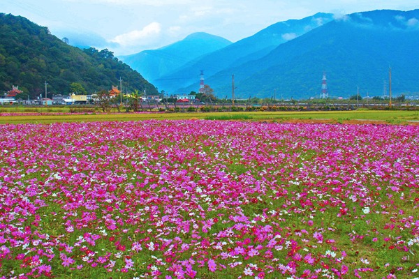 秋英花與格桑花的區(qū)別有哪些？