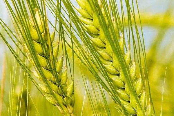大麥種子萌發(fā)需要的濕度、溫度