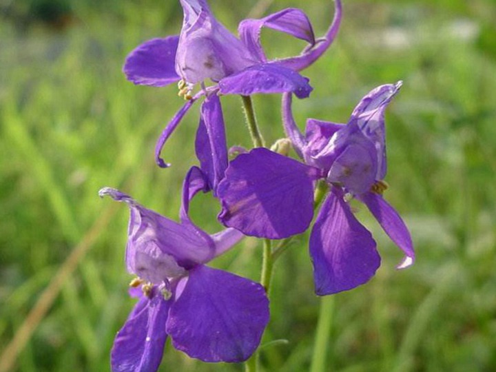 千鳥(niǎo)草的花語(yǔ)和象征寓意