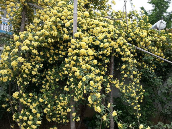 木香花冬天會落葉嗎？