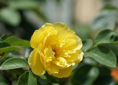 月季花葉子發(fā)黃的原因有哪些？