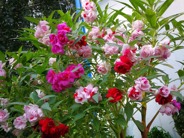 中國(guó)鳳仙的花語(yǔ)和象征寓意