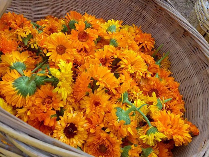 金盞菊種子播種后多久發(fā)芽，什么時(shí)候開(kāi)花