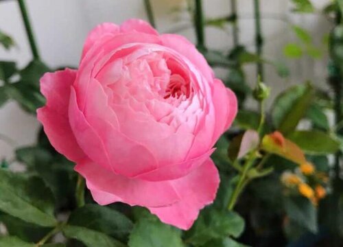月季花盆里長蟲子怎么辦？
