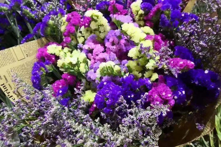 勿忘我的花語是什么(勿忘我花期有多長(zhǎng))