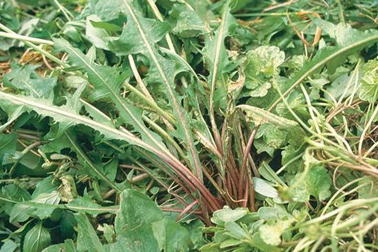 蔬菜種植最容易犯的十個(gè)錯(cuò)誤！
