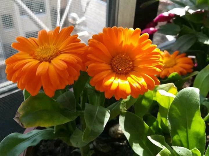 金盞菊種子播種后多久發(fā)芽，什么時(shí)候開(kāi)花