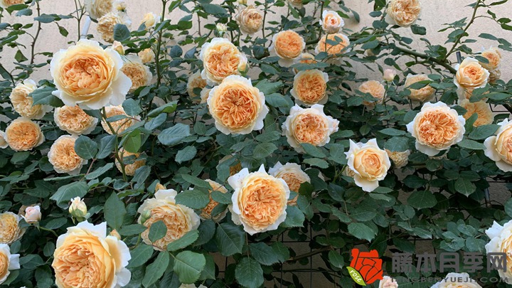 薔薇種植的風水禁忌