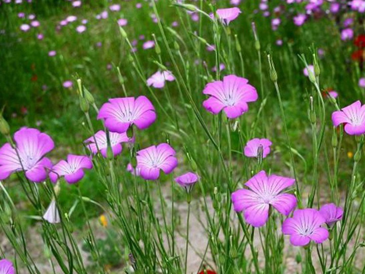 麥仙翁種子的種植方法，什么時候發(fā)芽
