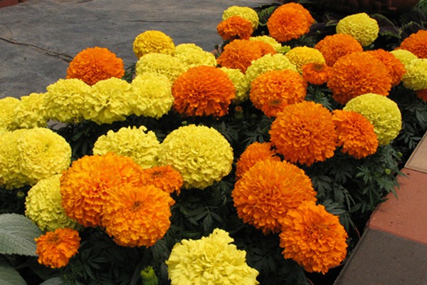 萬壽菊什么時候開花(萬壽菊花期)