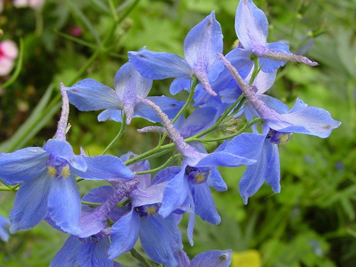 飛燕草的花期、花語和象征寓意