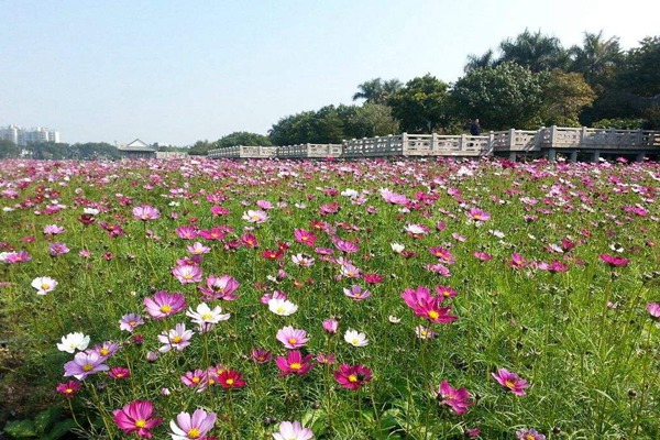 秋英花與格?；ǖ膮^(qū)別有哪些？