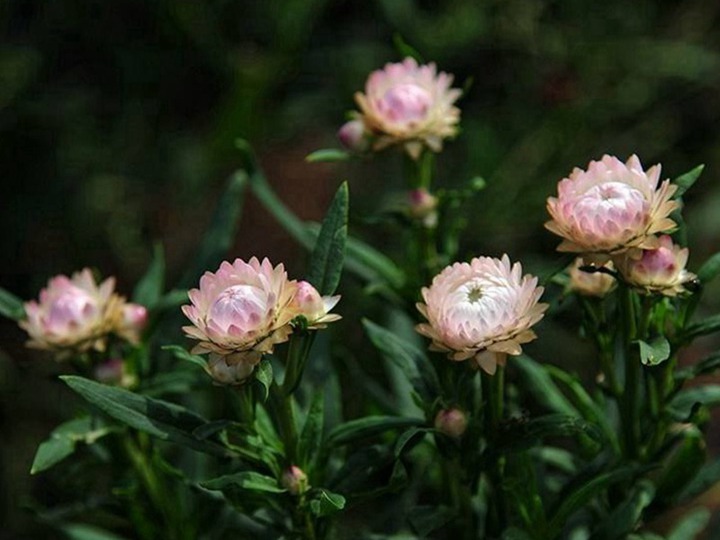 麥桿菊種子的種植方法，是一年生還是多年生