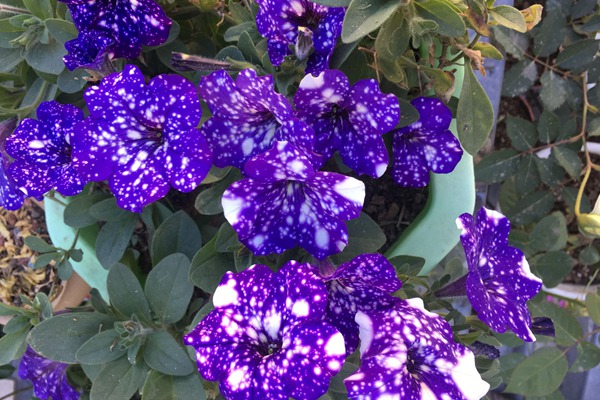 矮牽牛花期是什么時(shí)候