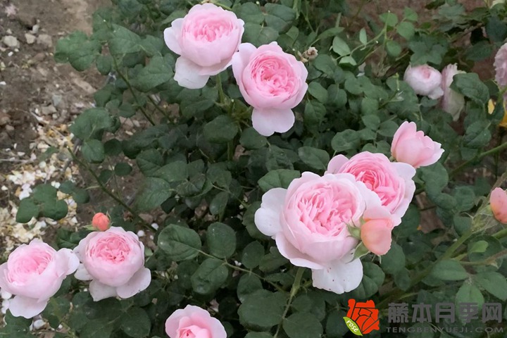 薔薇種植的風水禁忌
