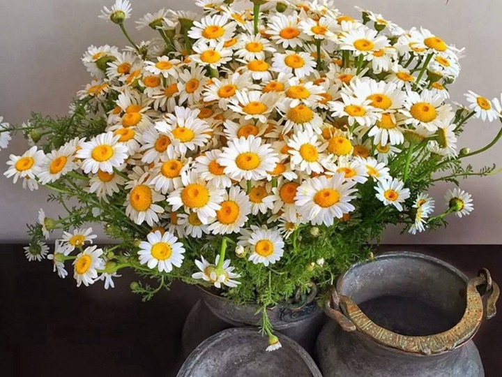進(jìn)口小雛菊的花語(yǔ)和寓意