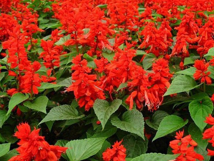 一串紅什么季節(jié)開花(一串紅的花期)