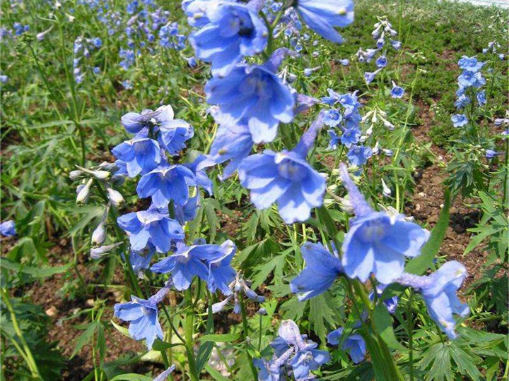 千鳥(niǎo)草的花語(yǔ)和象征寓意