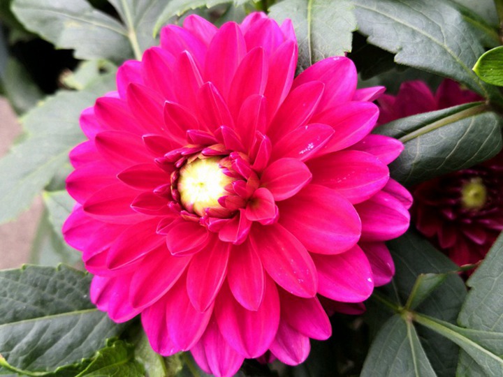 大麗花種子播種需要多久開(kāi)花
