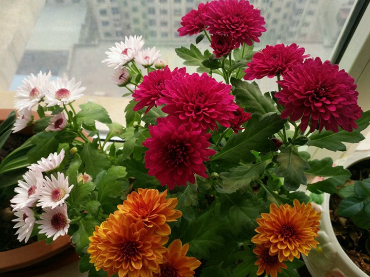 翠菊的花語(yǔ)是什么，有什么象征寓意