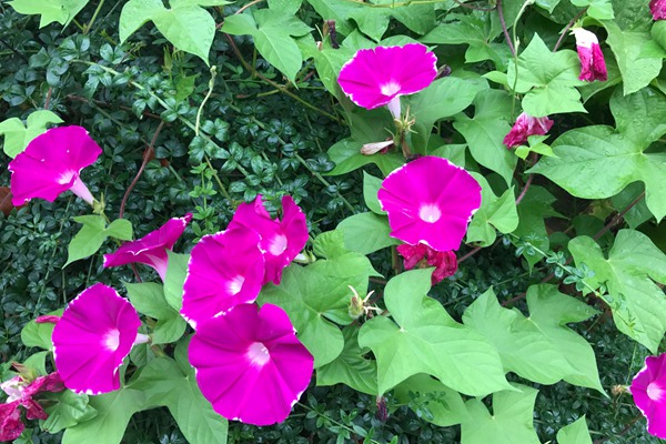 牽牛花什么季節(jié)開(kāi)花(花期是幾月)