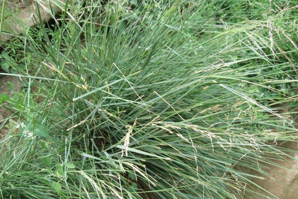 芨芨草種子多少錢(qián)一斤