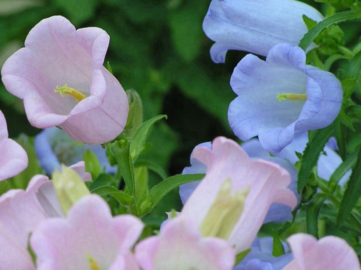 風(fēng)鈴花種子什么時候播種最好
