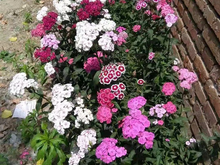 常夏石竹花語(yǔ)和寓意