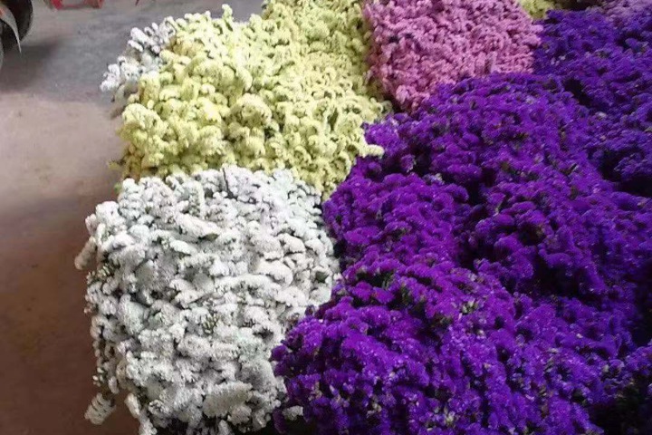 勿忘我的花語是什么(勿忘我花期有多長(zhǎng))
