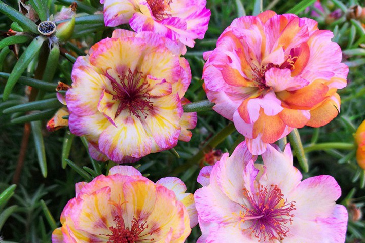 太陽(yáng)花種子什么時(shí)間播種最好