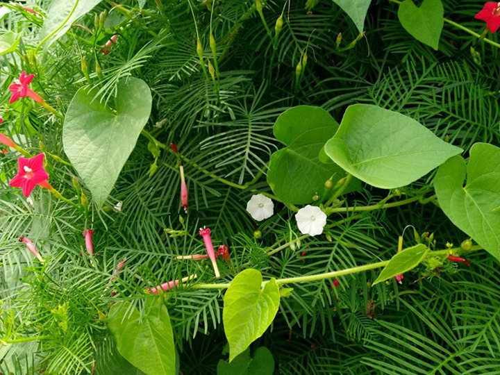鶯蘿的花語(yǔ)和象征寓意